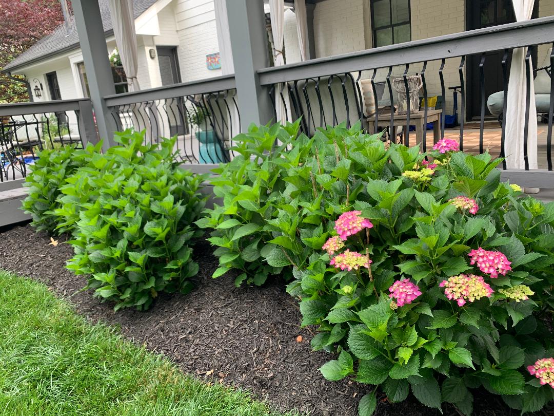 Why Isn't My Hydrangea Blooming?