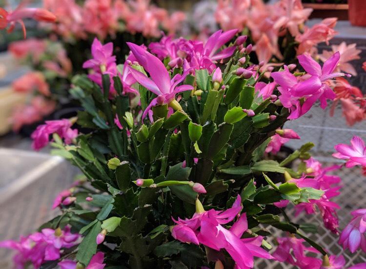 Christmas Cactus help bring cheer to the holidays