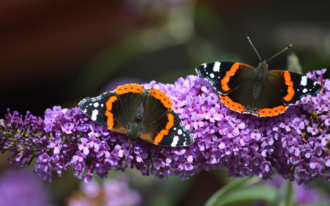 Butterfly Bush Care and Tips for Success