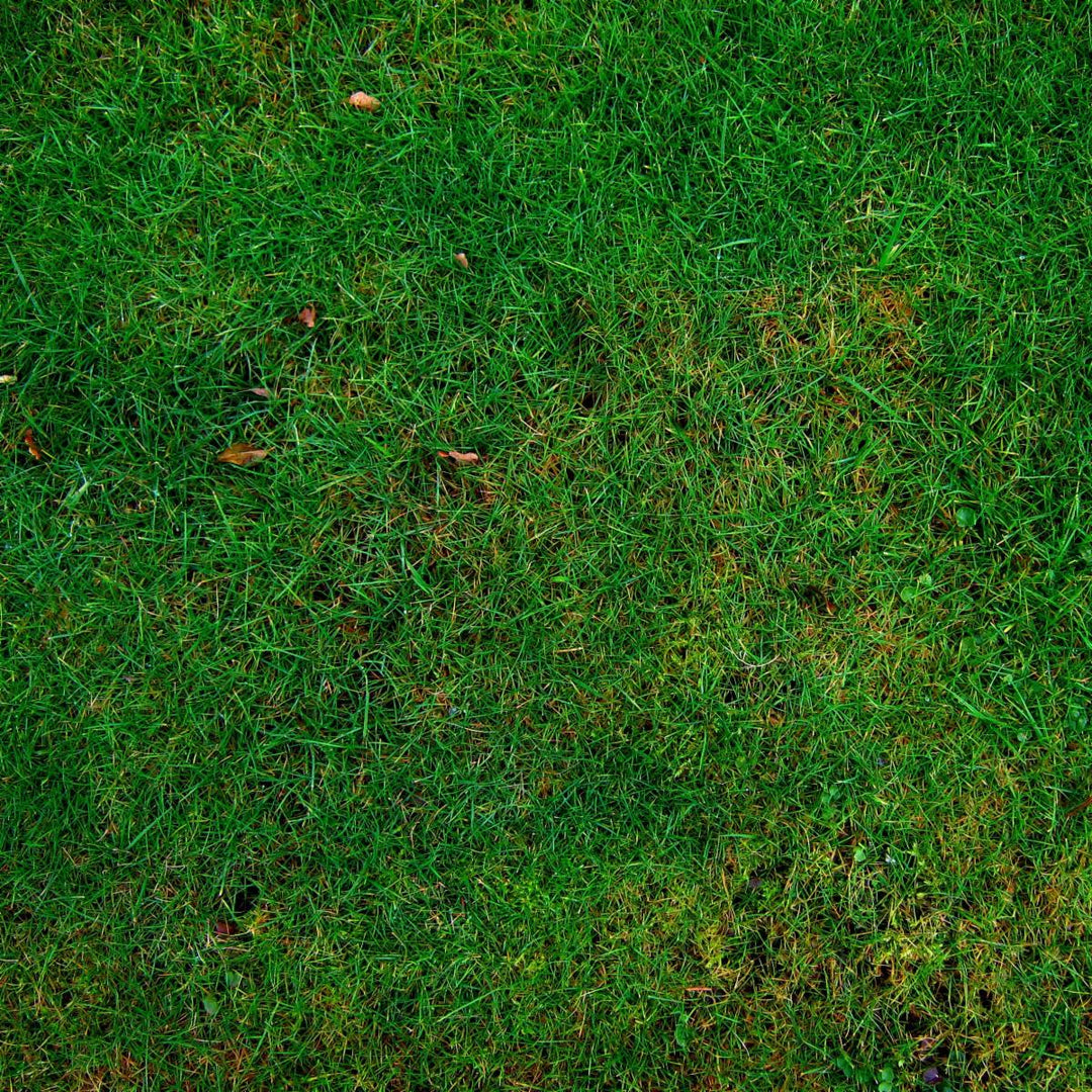 Does Your Lawn Need Help?