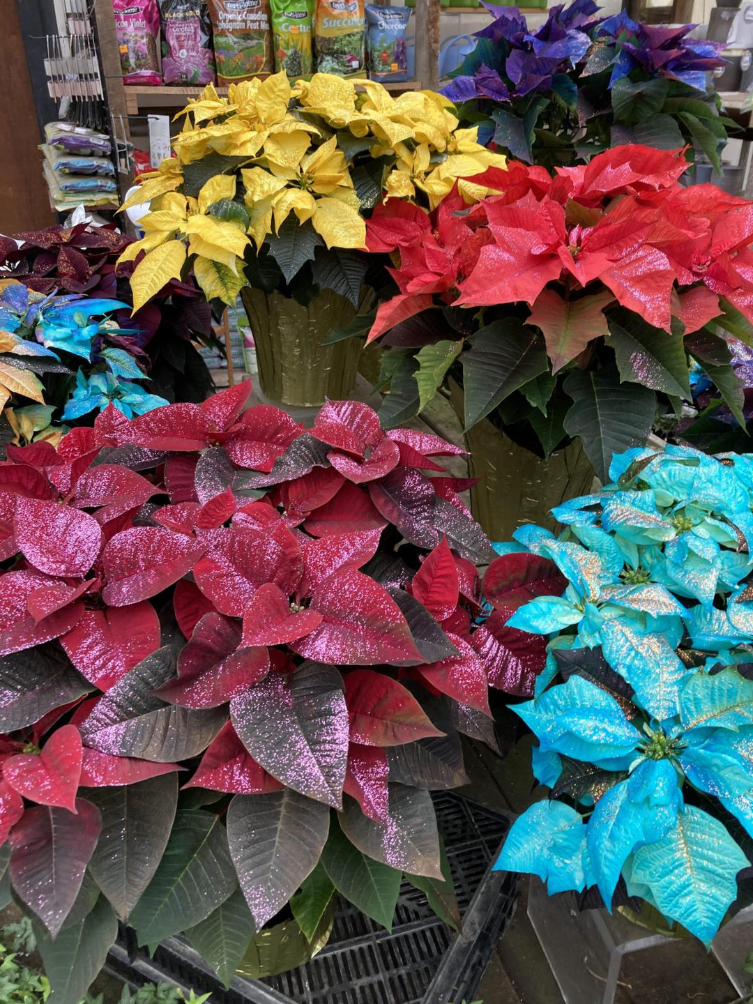 Poinsettia Facts and Care Tips