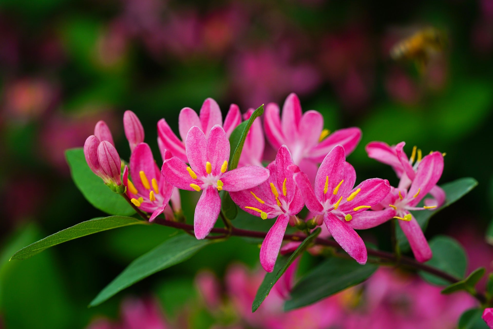 Honeysuckle