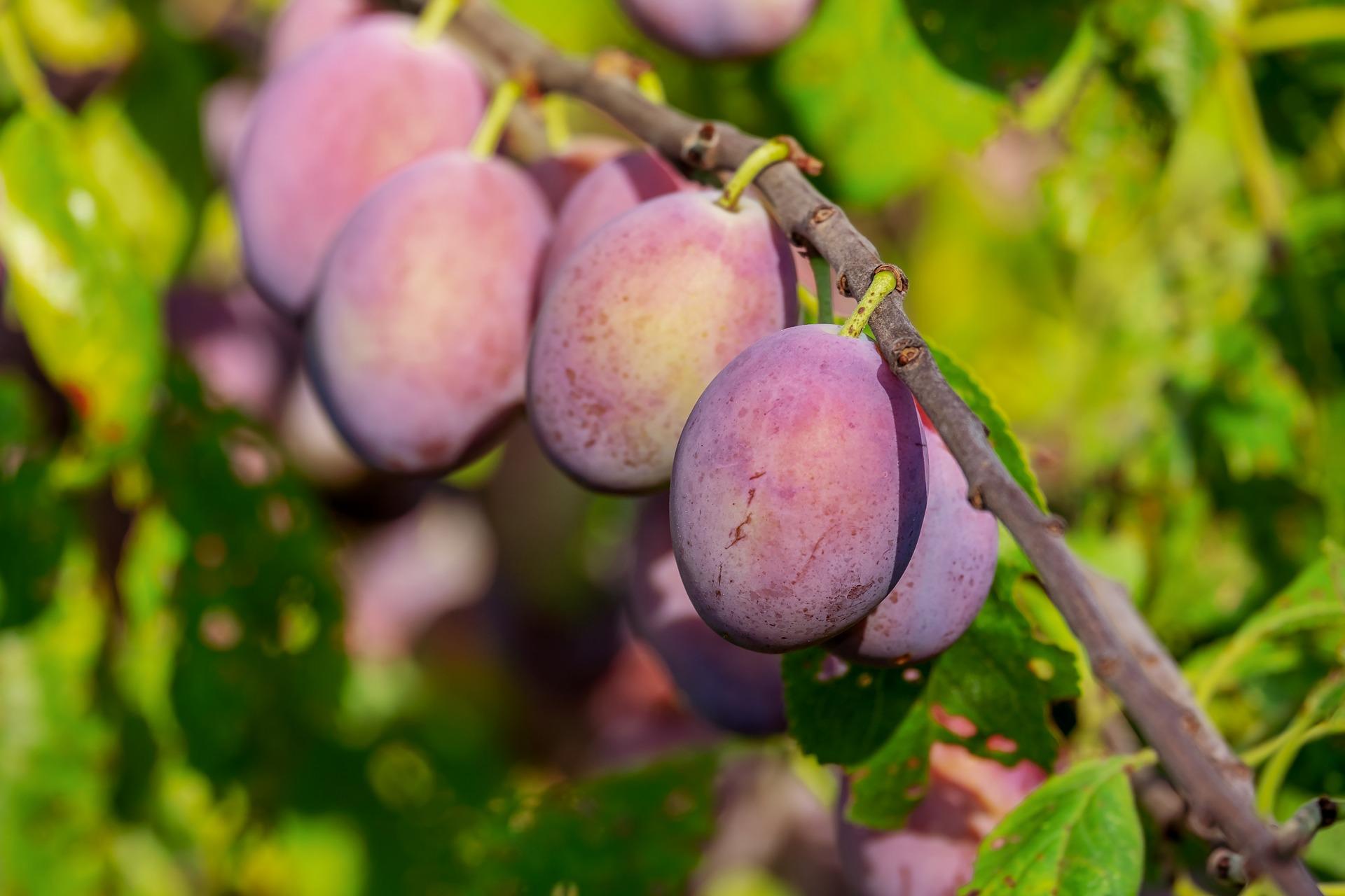 Plum (Fruit)