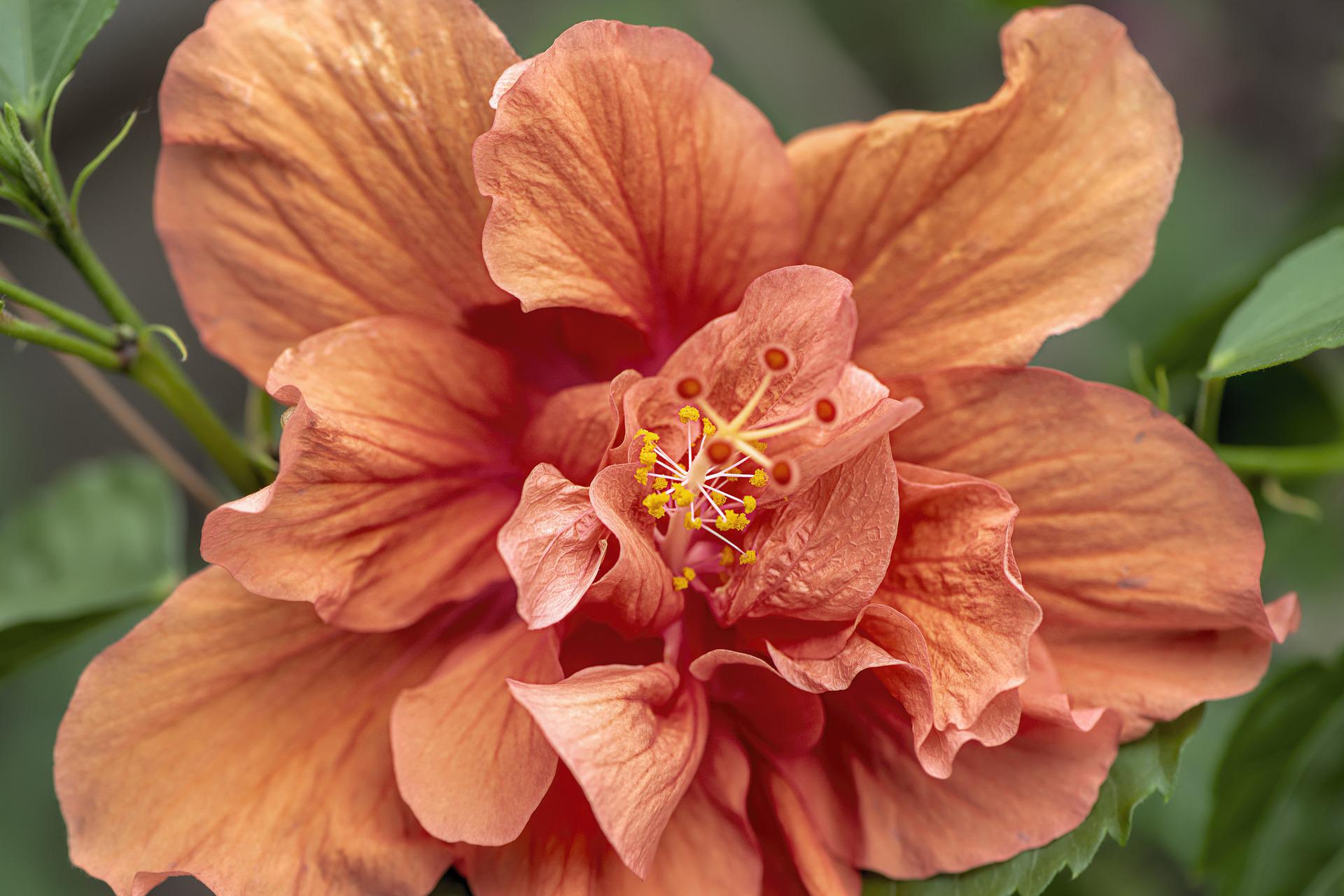 Rose of Sharon