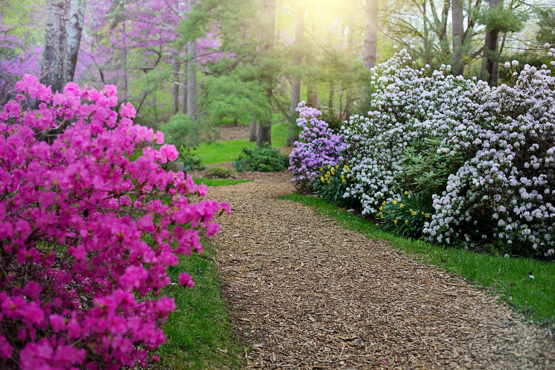 Rhododendron