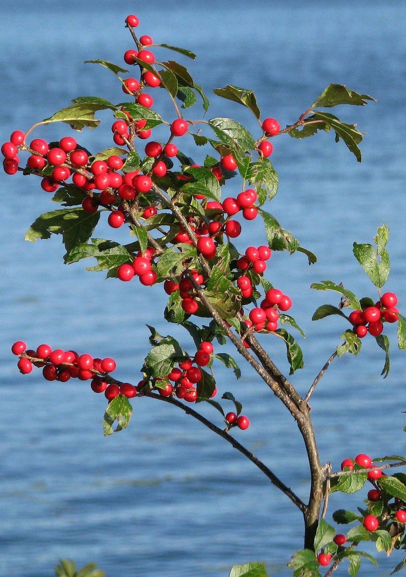 Winterberry