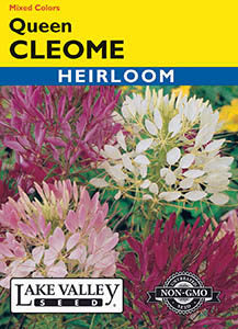 CLEOME QUEEN MIX HEIRLOOM