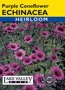 ECHINACEA PURPLE CONEFLOWER HEIRLOOM
