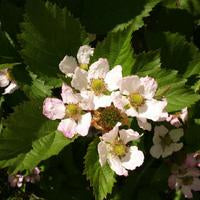 Blackberry - Marion