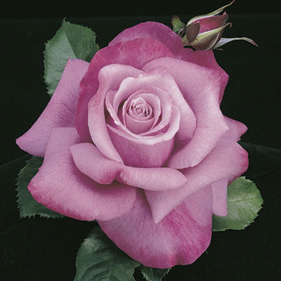 Rose - Barba Streisand