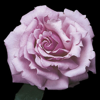 Rose - Memorial Day