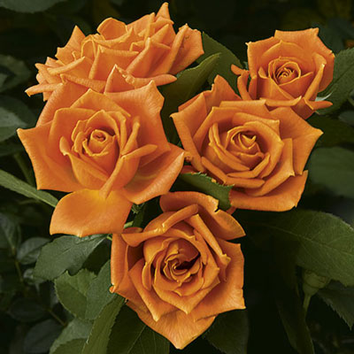 Rose - Pumpkin Patch