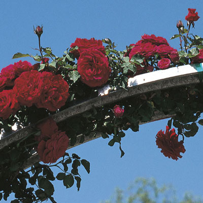 Rose - Don Juan Climber Deep Velvety Red