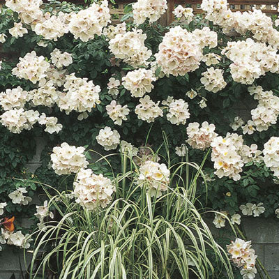 Rose - Sally Holmes