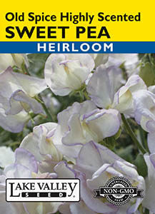 SWEET PEA OLD SPICE HIGHLY SCENTED HEIRLOOM