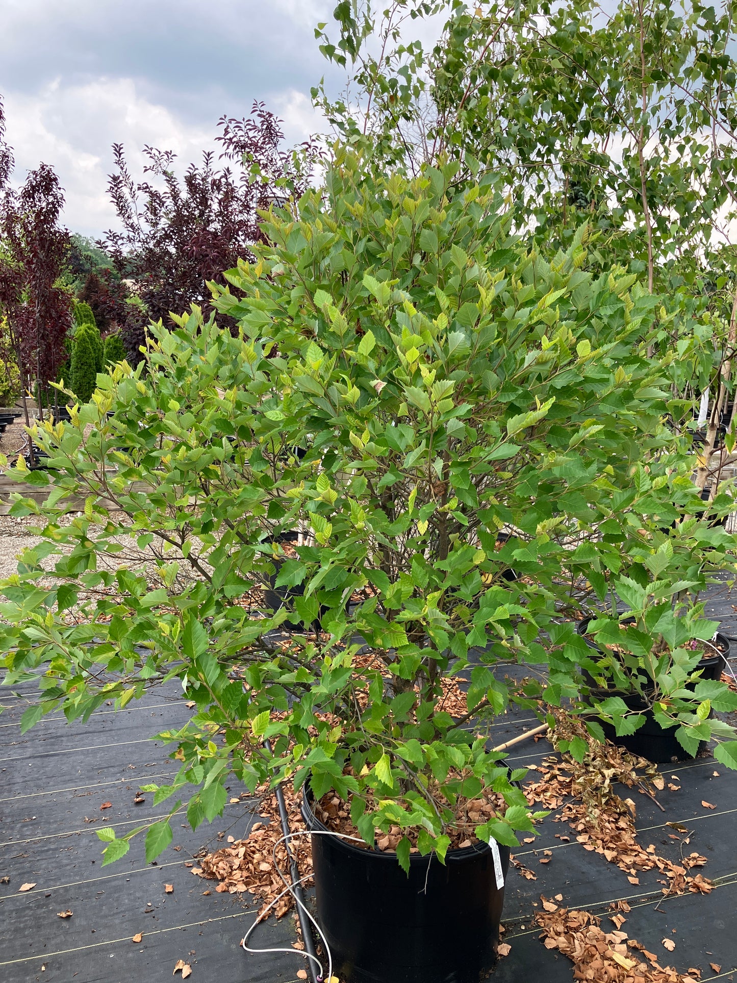 River Birch - Little King