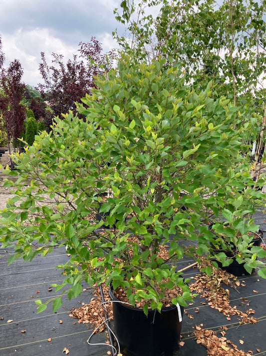 River Birch - Little King