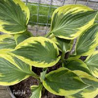 Hosta 'Twilight'