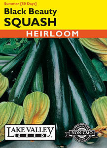 SQUASH SUMMER BLACK BEAUTY HEIRLOOM