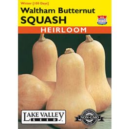 SQUASH WINTER WALTHAM BUTTERNUT HEIRLOOM