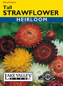 STRAWFLOWER TALL MIXED COLORS HEIRLOOM