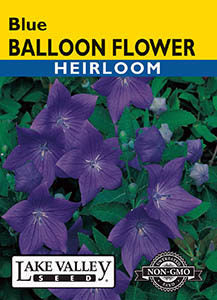 BALLOON FLOWER BLUE HEIRLOOM