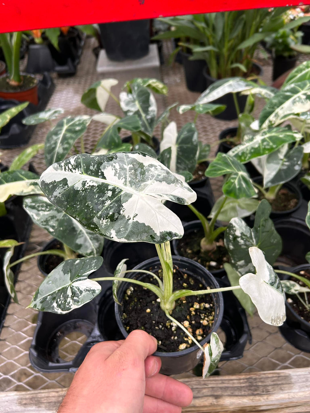 4.5" ALOCASIA VARIEGATED FRYDEK