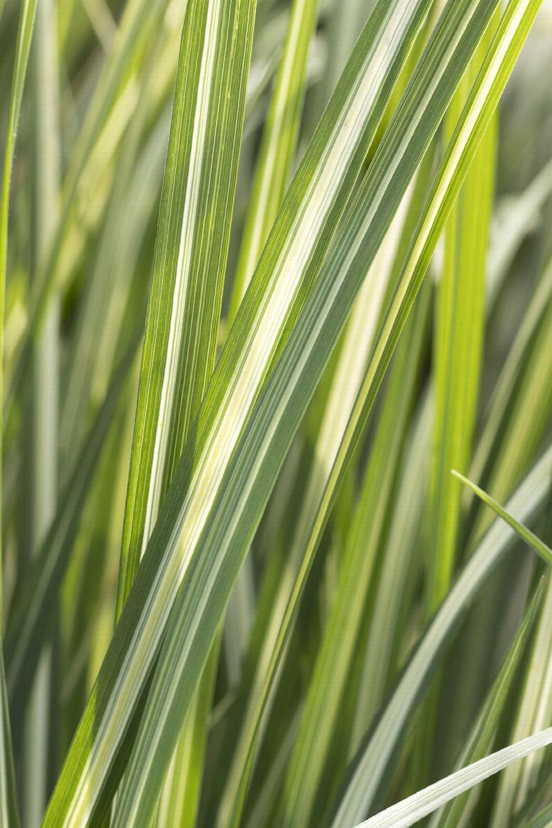 Feather Reed Grass - Avalanche