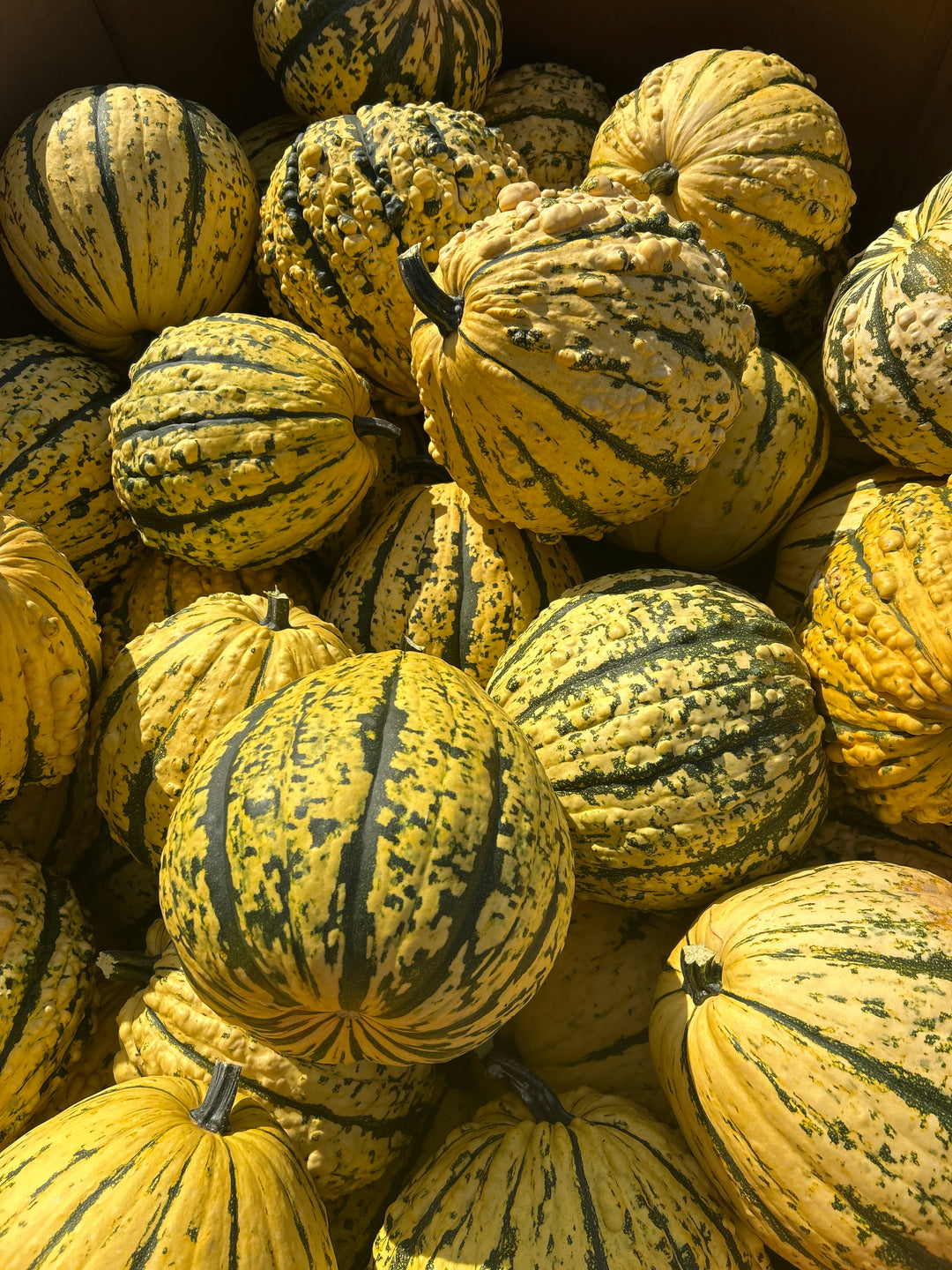 Kettle Korn Pumpkin