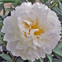 Peony - Bowl of Cream
