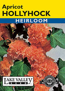 HOLLYHOCK APRICOT CHATER'S DOUBLE HEIRLOOM