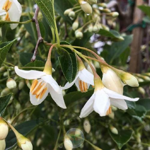 Japanese Snowbell