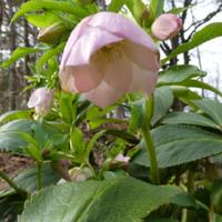 Helleborus 'Winterbells' Lentin Rose