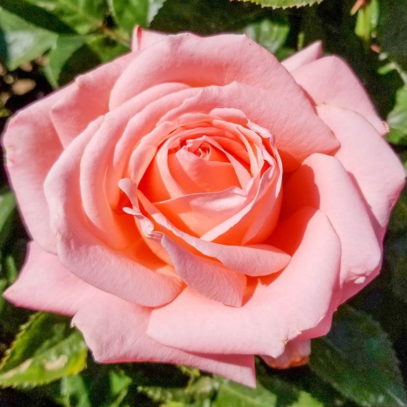 Rose - Heavenly Scented