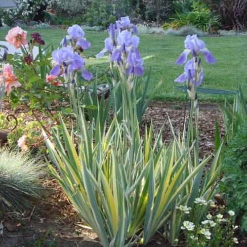 Sweet Iris 'Aureo-Variegata' Zebra Striped