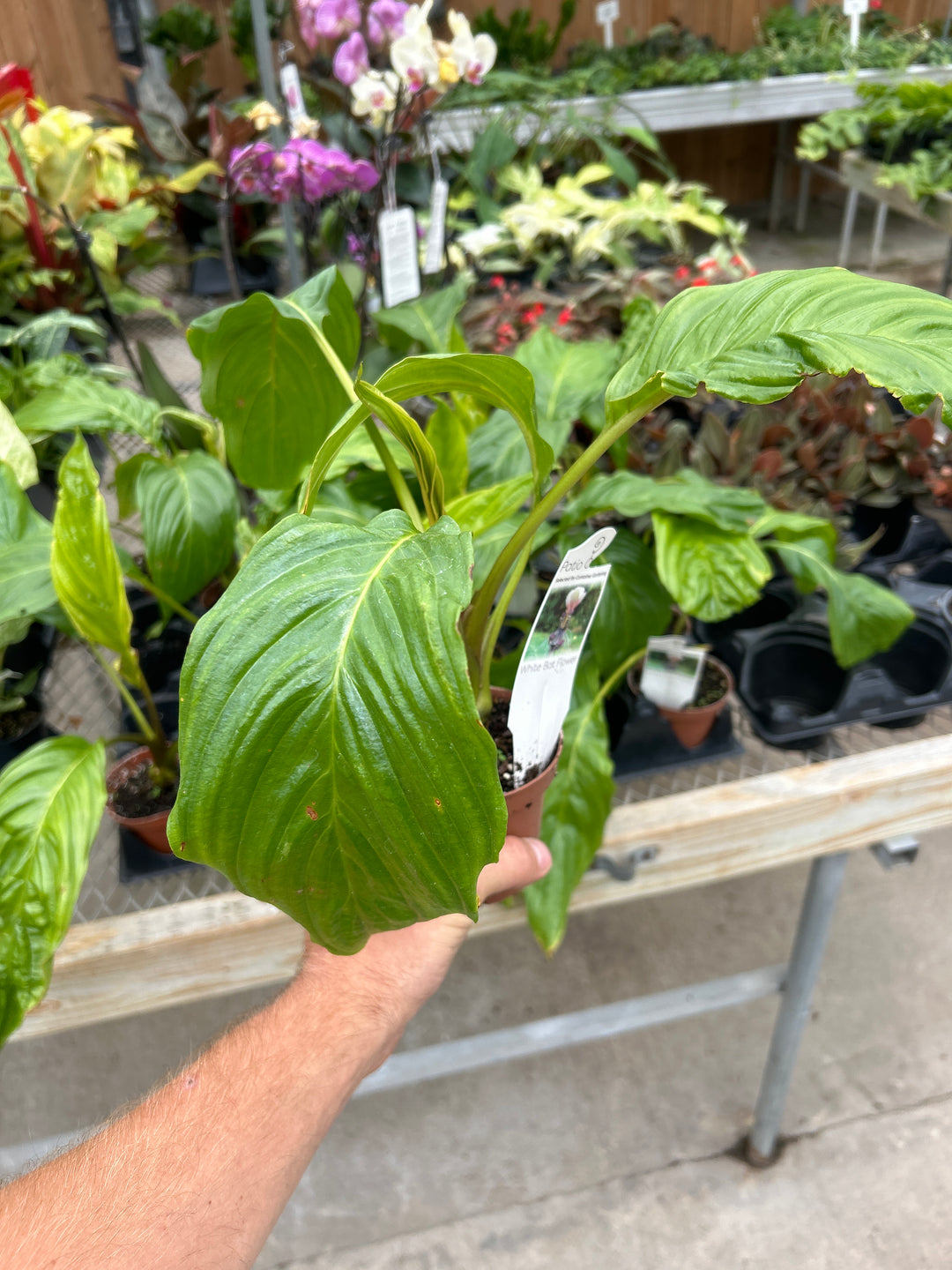 4" WHITE BAT PLANT