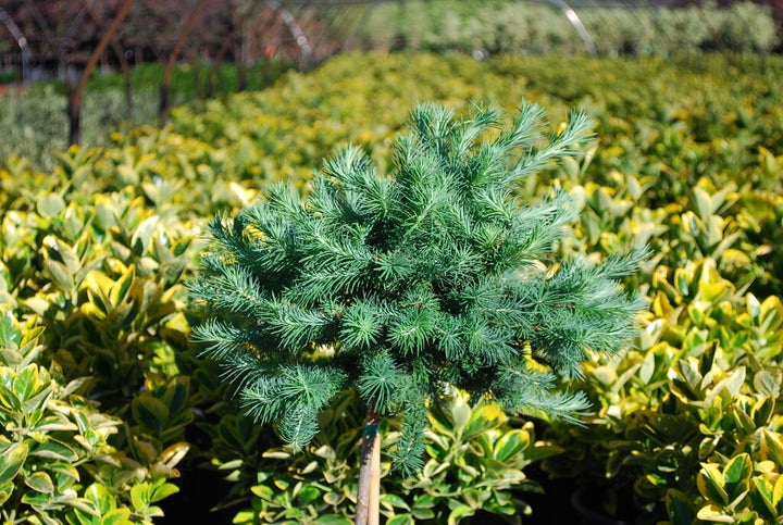 Larch - Blue Dwarf