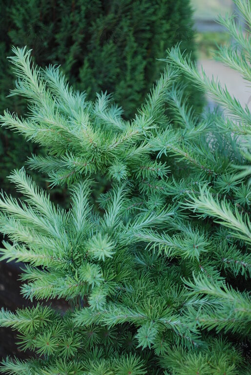 Larch - Blue Dwarf