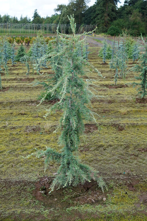 Deodar Cedar - Eisregen