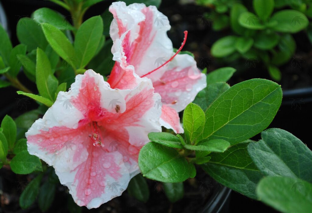 Encore Azalea - Autumn Starburst – Pandy's Garden Center