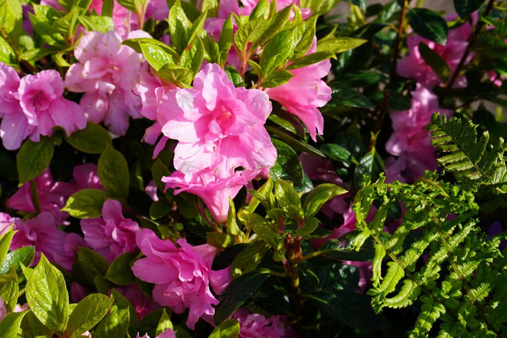 Encore Azalea - Autumn Carnation