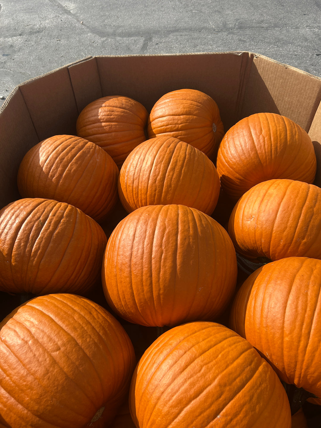Large Orange Pumpkin