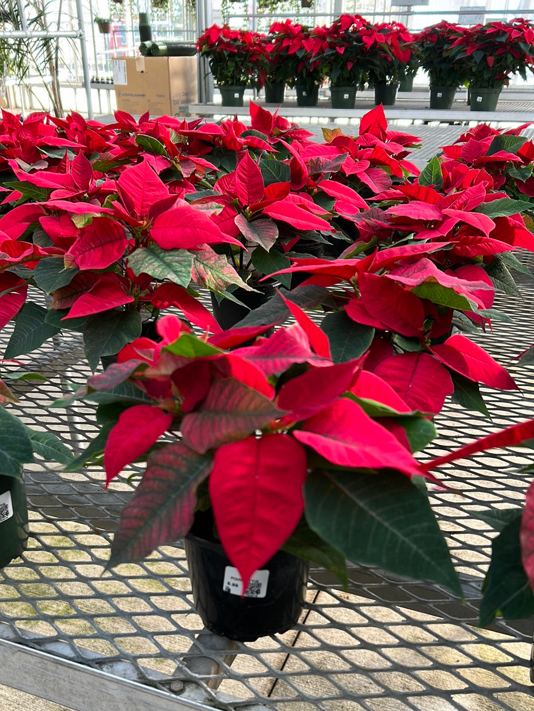 4.5" POINSETTIA