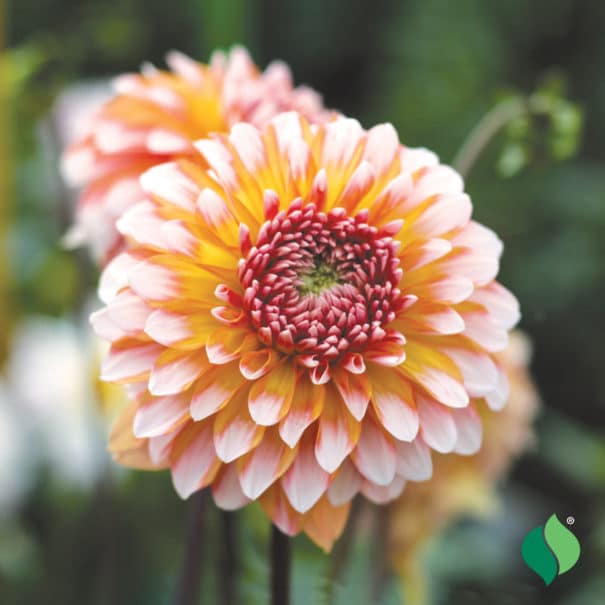 Dahlia, Decorative ‘Peaches and Cream’ Bulb