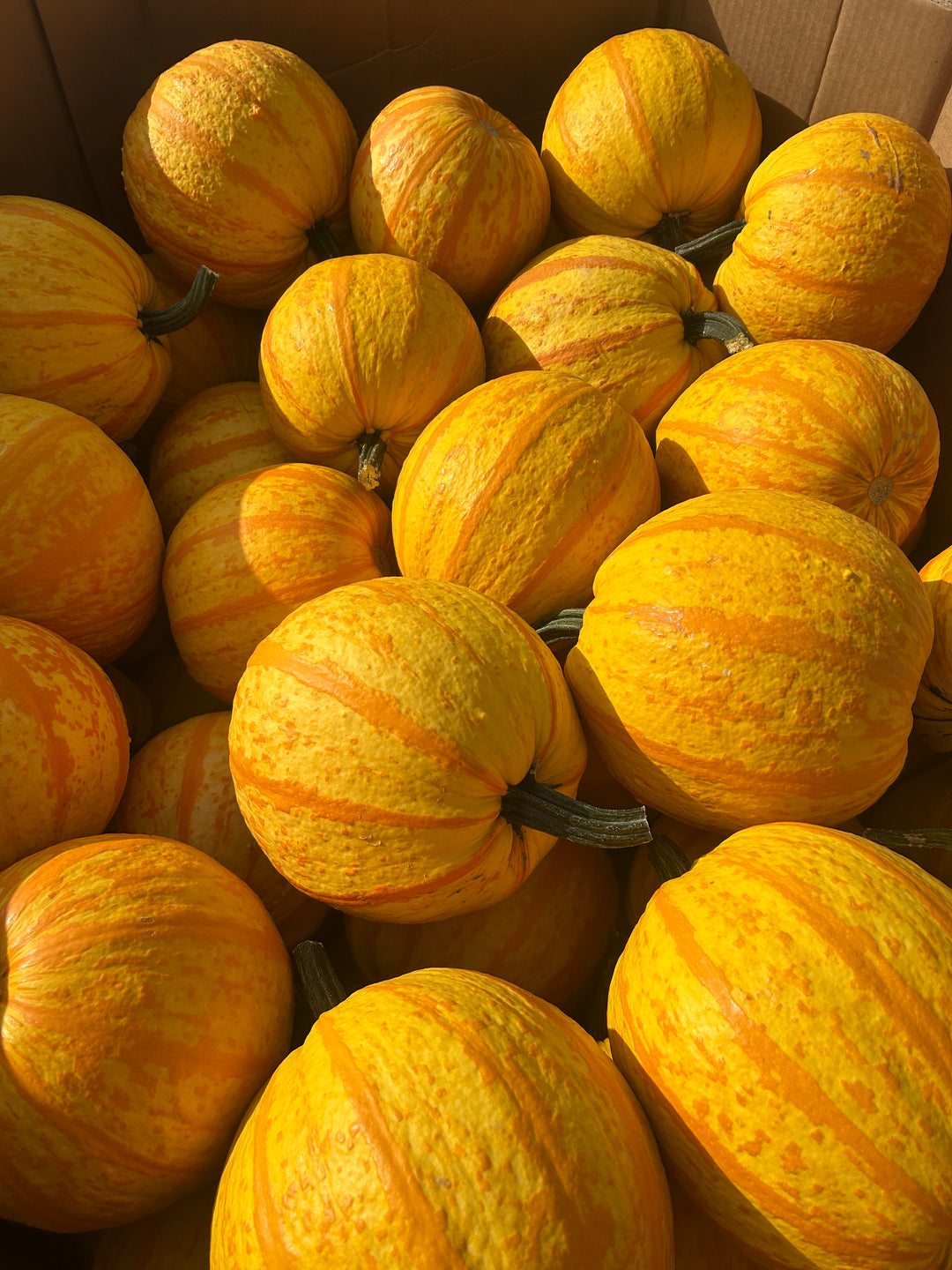 Fireball Pumpkin