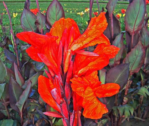 Canna ‘Red King Humbert’ Bulb