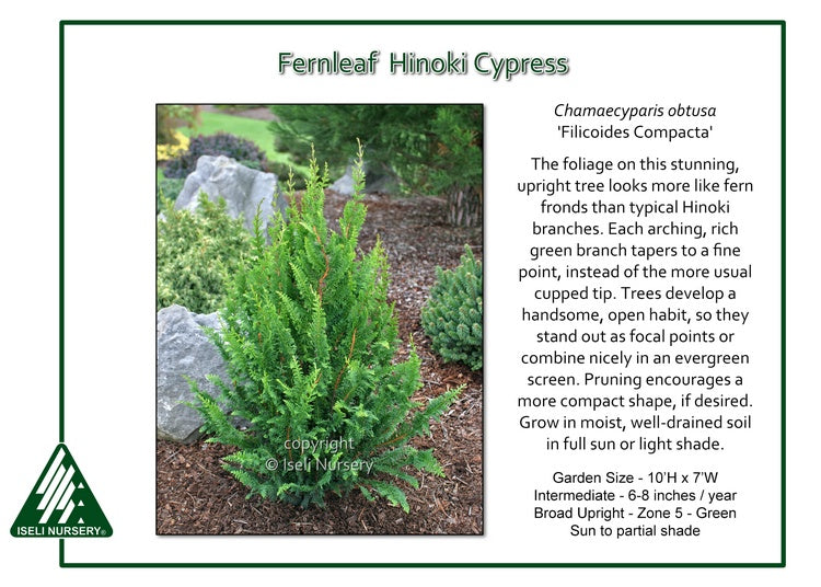 Hinoki Cypress - Fernleaf