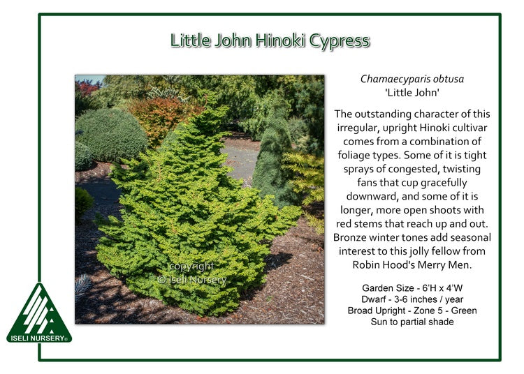 Hinoki Cypress - Little John