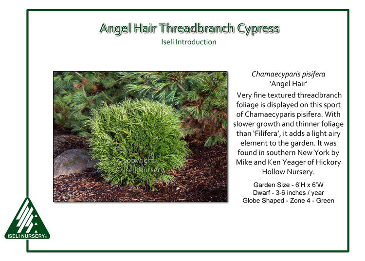 Threadbranch Cypress - Angel Hair