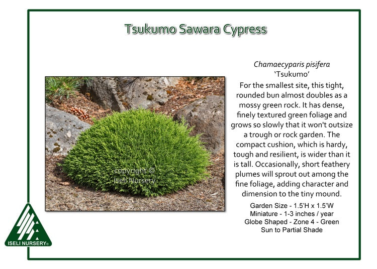 Sawara Cypress - Tsukumo